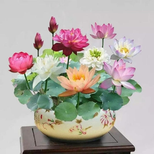 Comforto™ Bonsai Lotus Flower Seeds