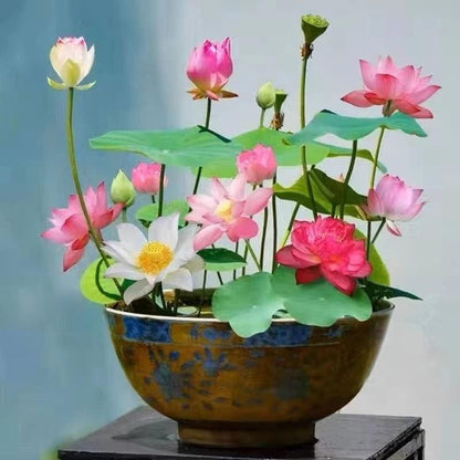 Comforto™ Bonsai Lotus Flower Seeds