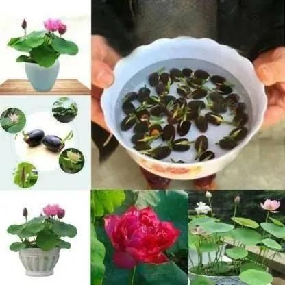 Comforto™ Bonsai Lotus Flower Seeds